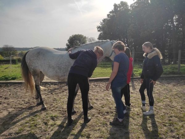 Florence Defresne massage sportif equin