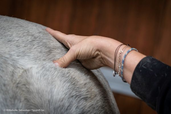 Florence Defresne massage sportif equin