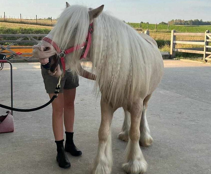 Florence Defresne massage sportif equin