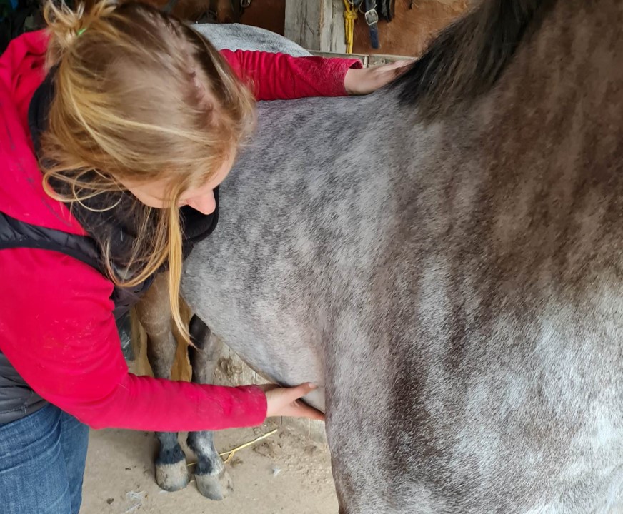 Florence Defresne massage sportif equin