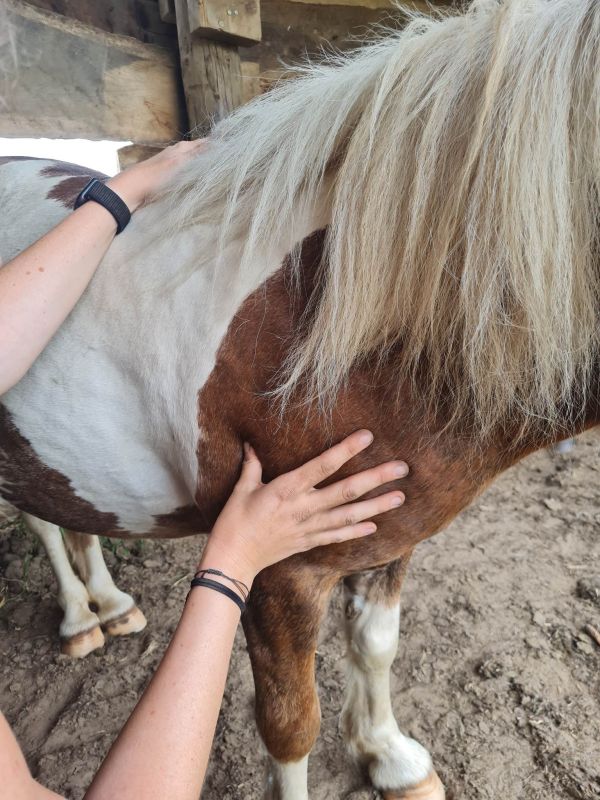 Florence Defresne massage sportif equin